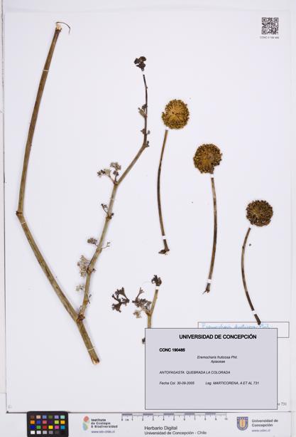 Eremocharis fruticosa [Espécimen: ]