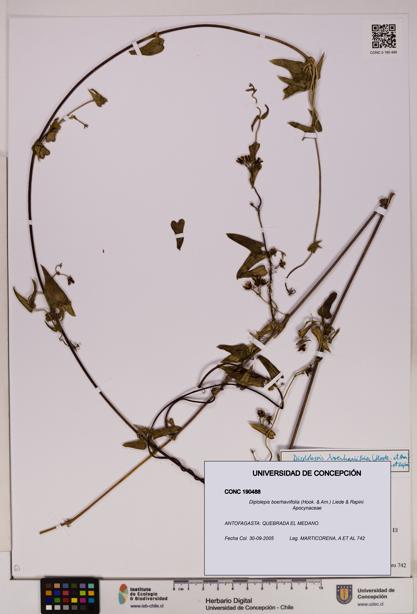 Diplolepis boerhaviifolia [Espécimen: UDEC:CONC:0190488]