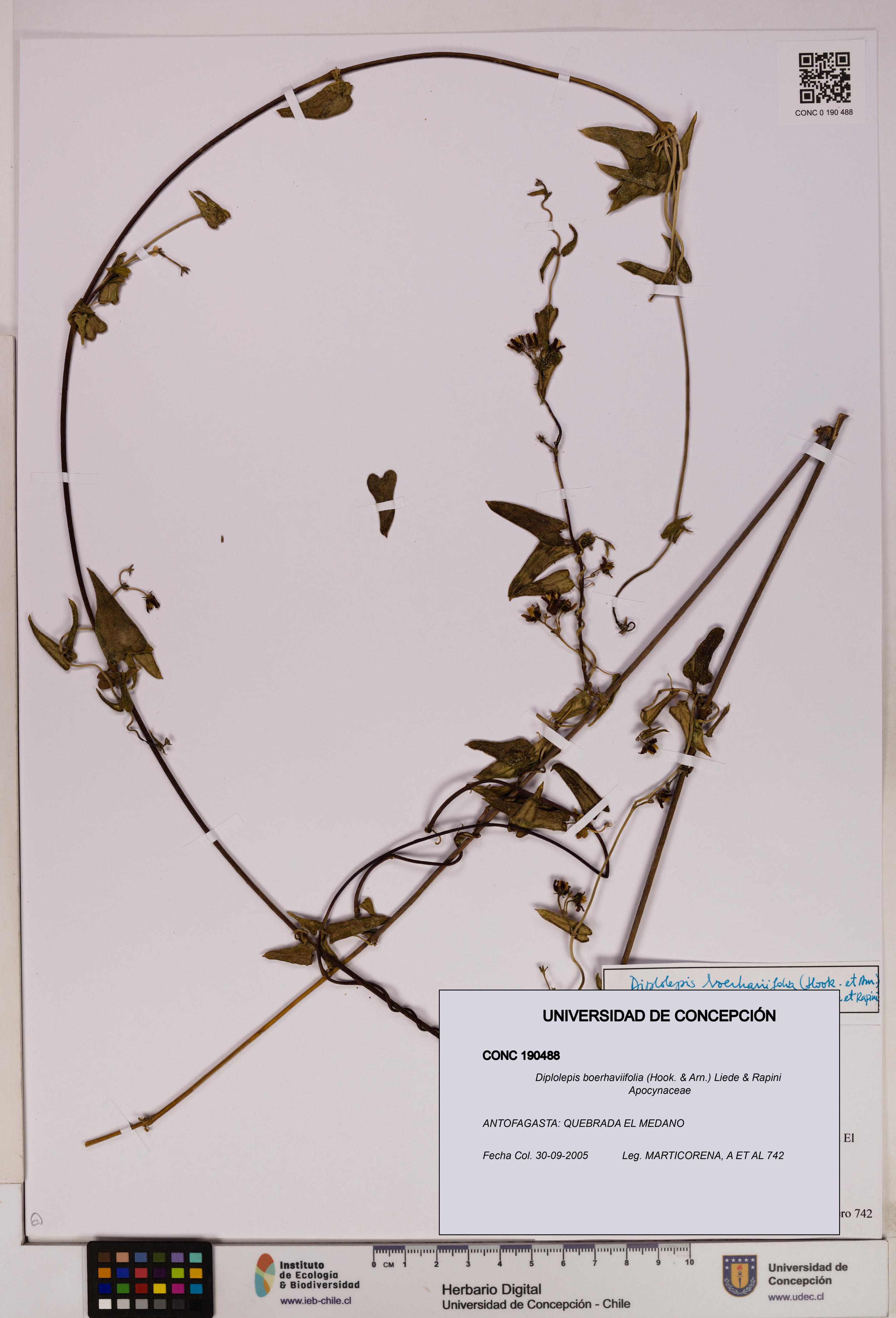 Diplolepis boerhaviifolia [Espécimen: UDEC:CONC:0190488]