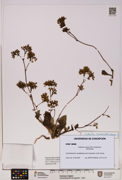 Cistanthe cymosa [Espécimen: UDEC:CONC:0190499]