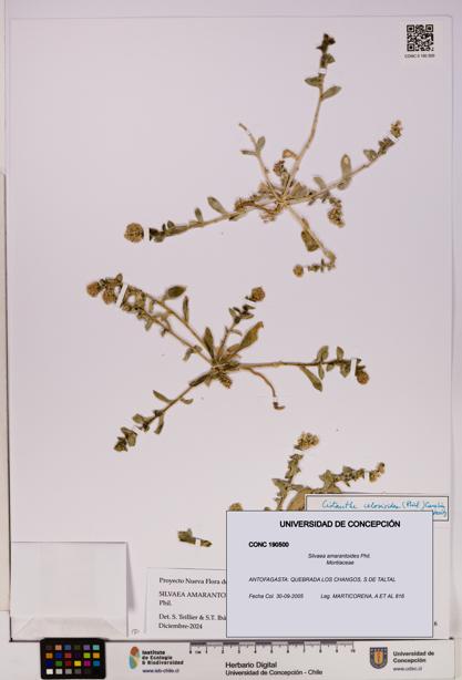 Silvaea amarantoides [Espécimen: UDEC:CONC:0190500]