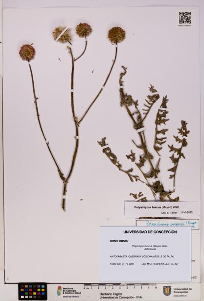 Polyachyrus fuscus [Espécimen: UDEC:CONC:0190503]