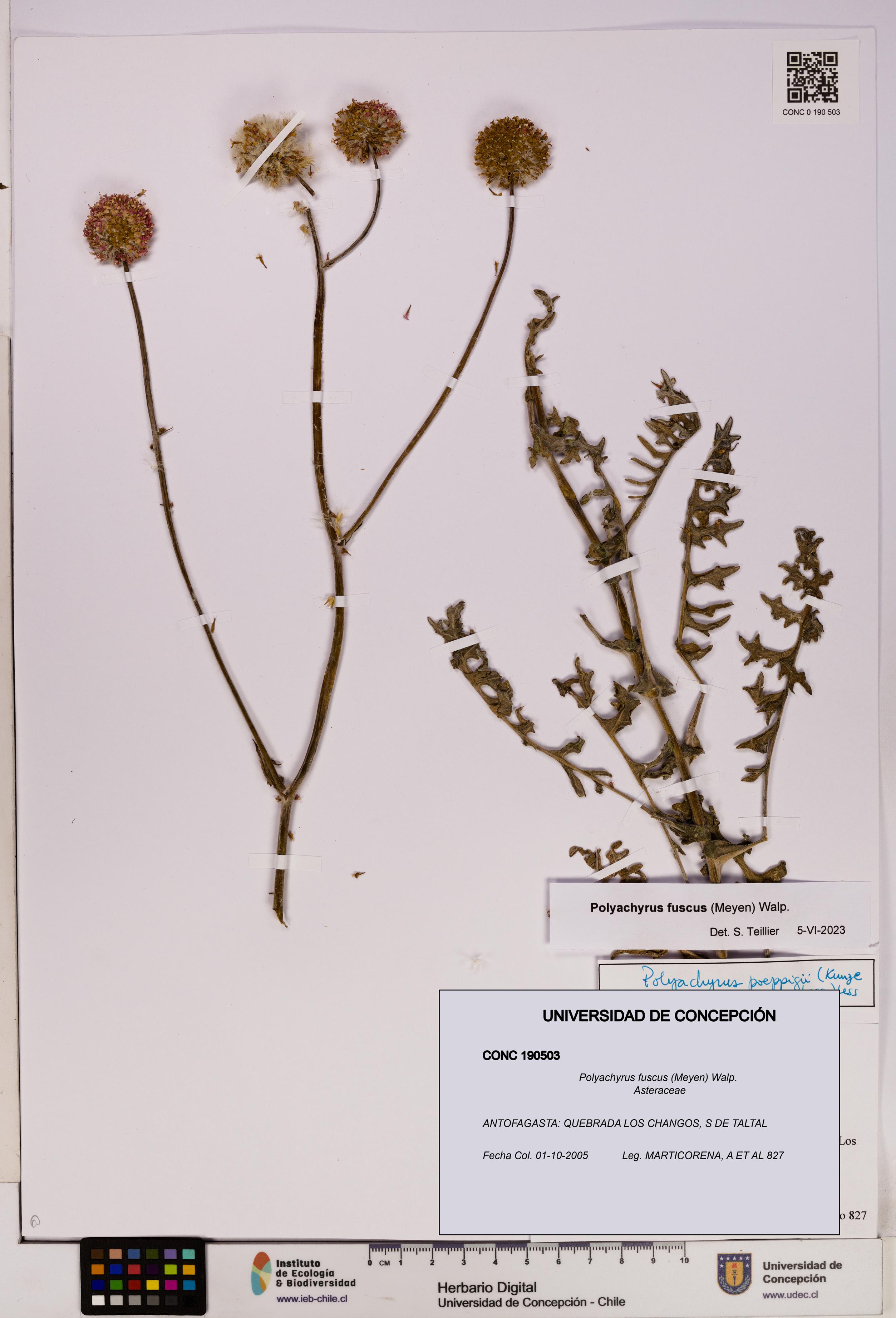 Polyachyrus fuscus [Espécimen: UDEC:CONC:0190503]
