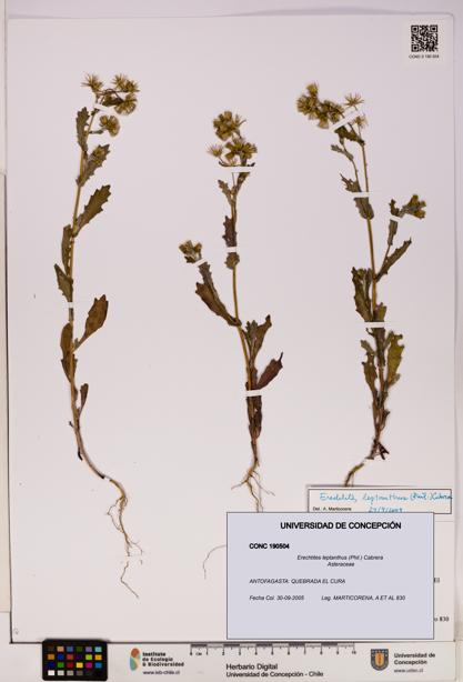 Erechtites leptanthus [Espécimen: ]