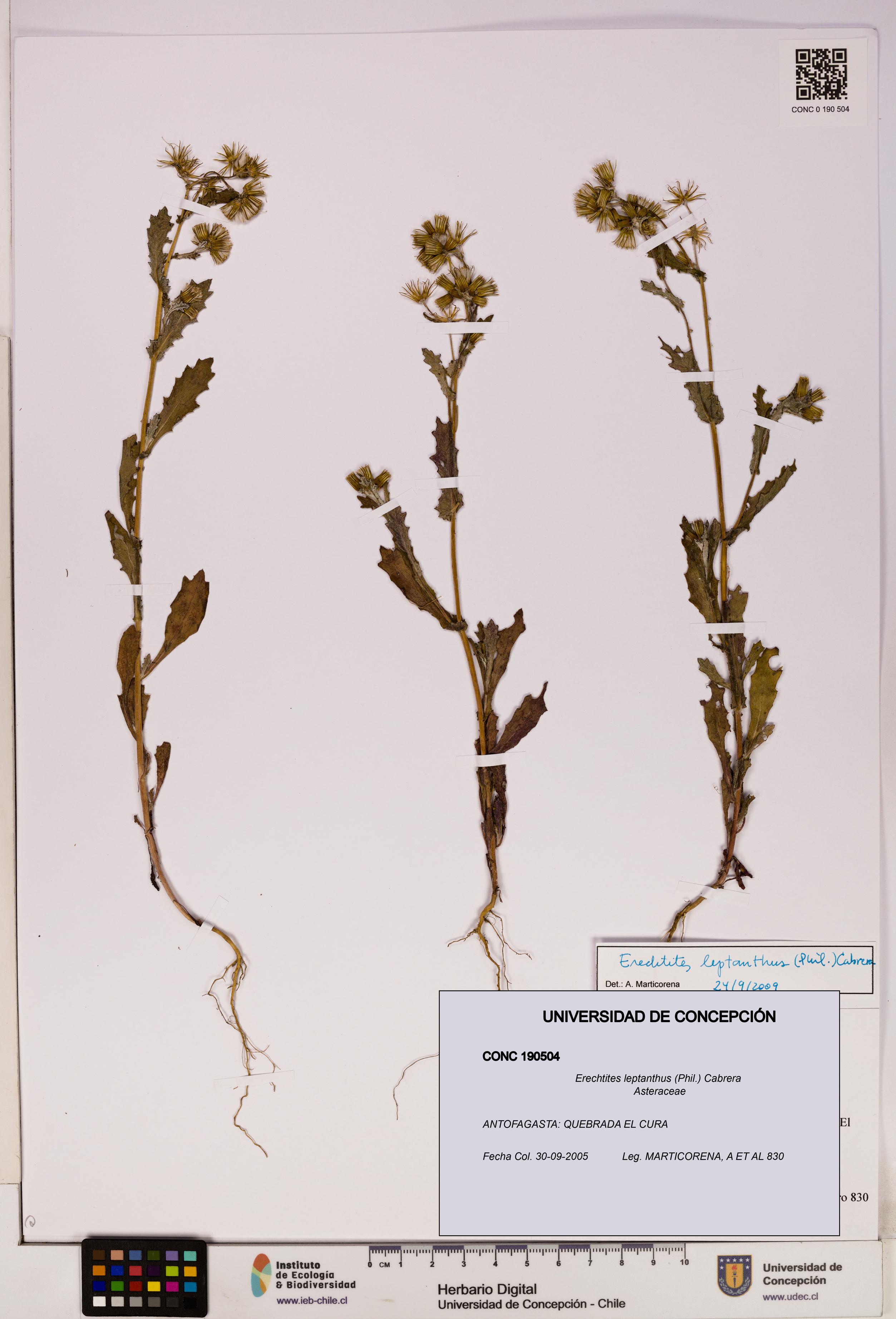 Erechtites leptanthus [Espécimen: ]