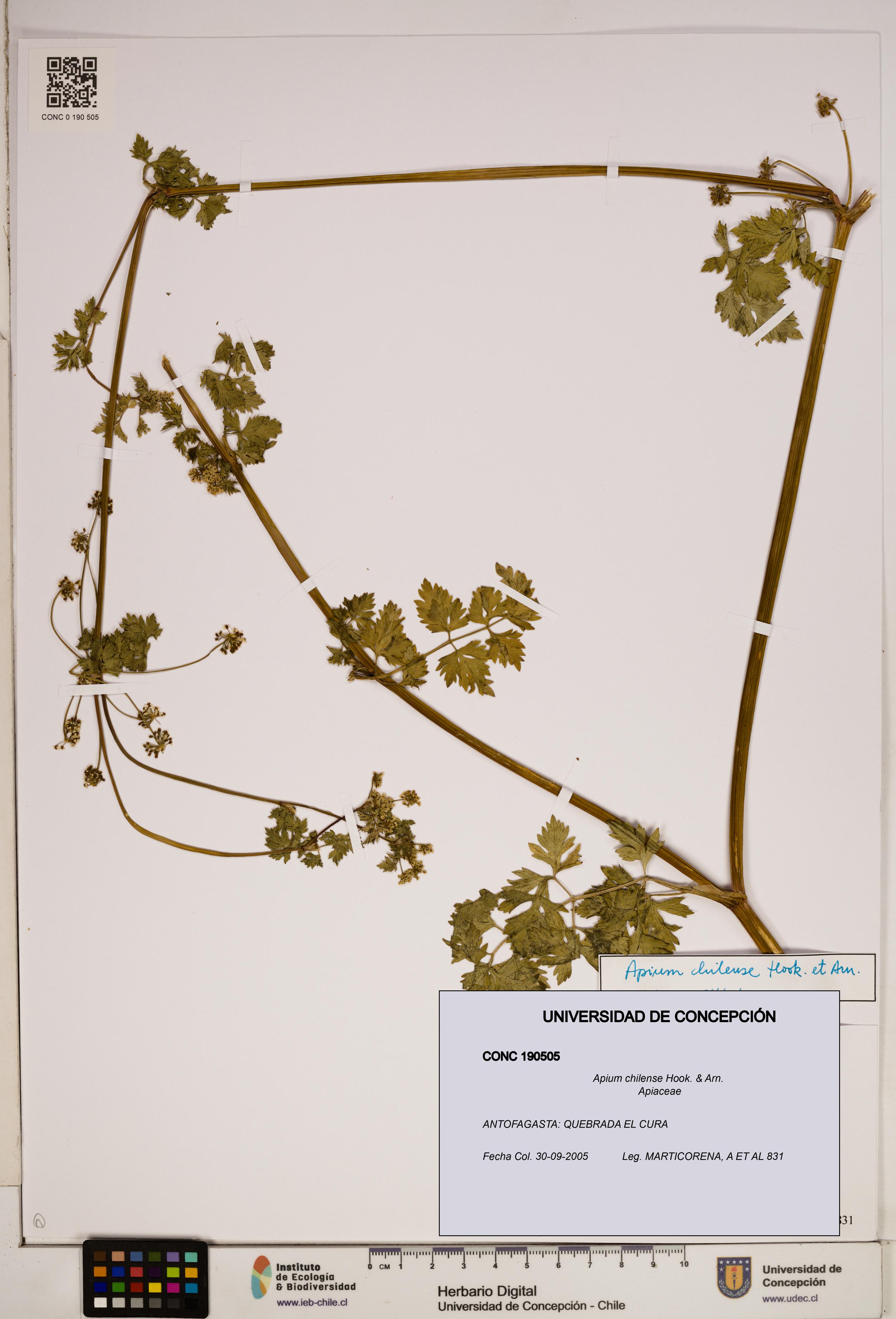 Apium chilense [Espécimen: ]