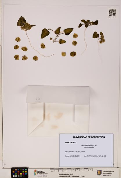 Dioscorea fastigiata [Espécimen: ]