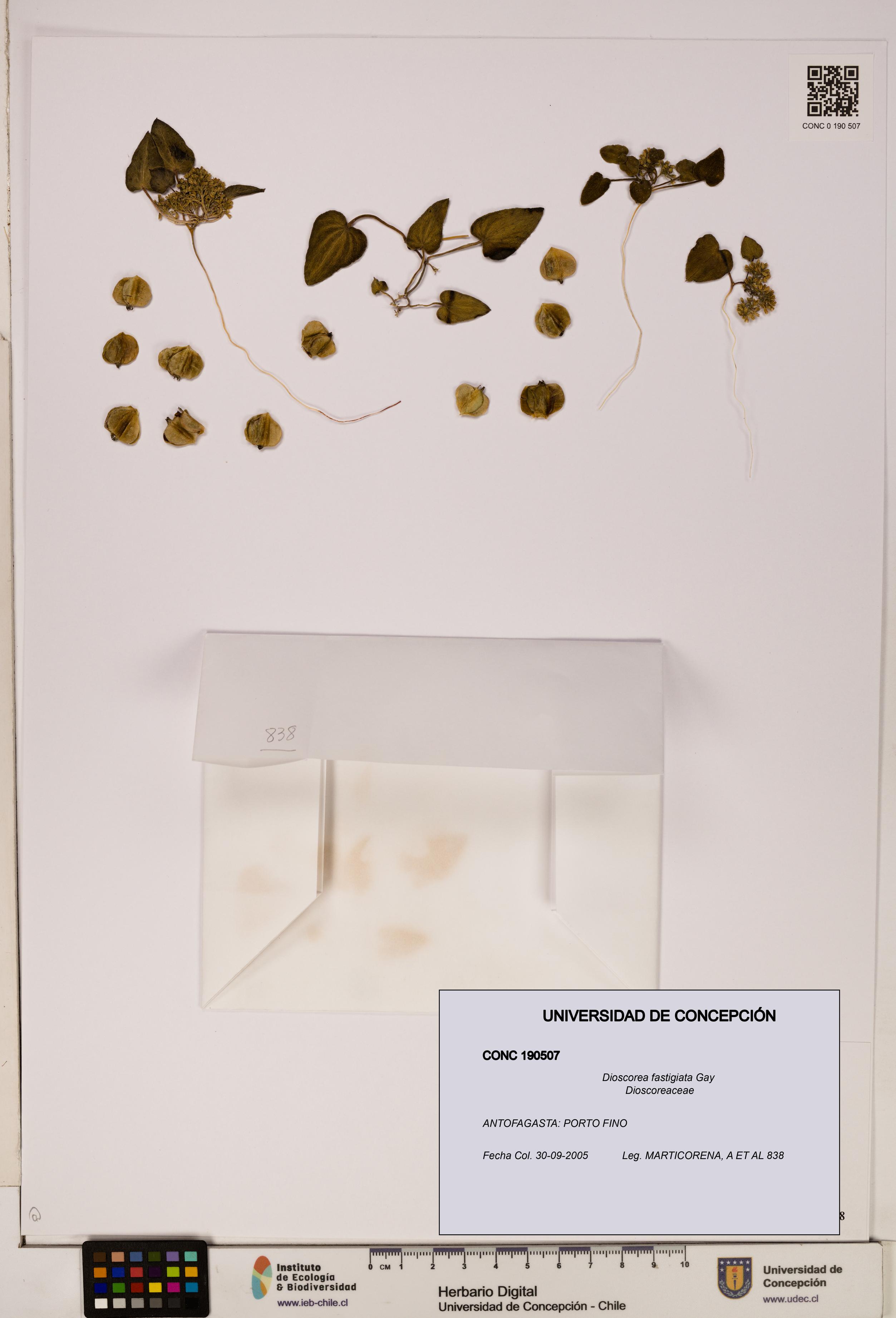 Dioscorea fastigiata [Espécimen: ]