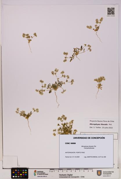 Microphyes litoralis [Espécimen: UDEC:CONC:0190508]