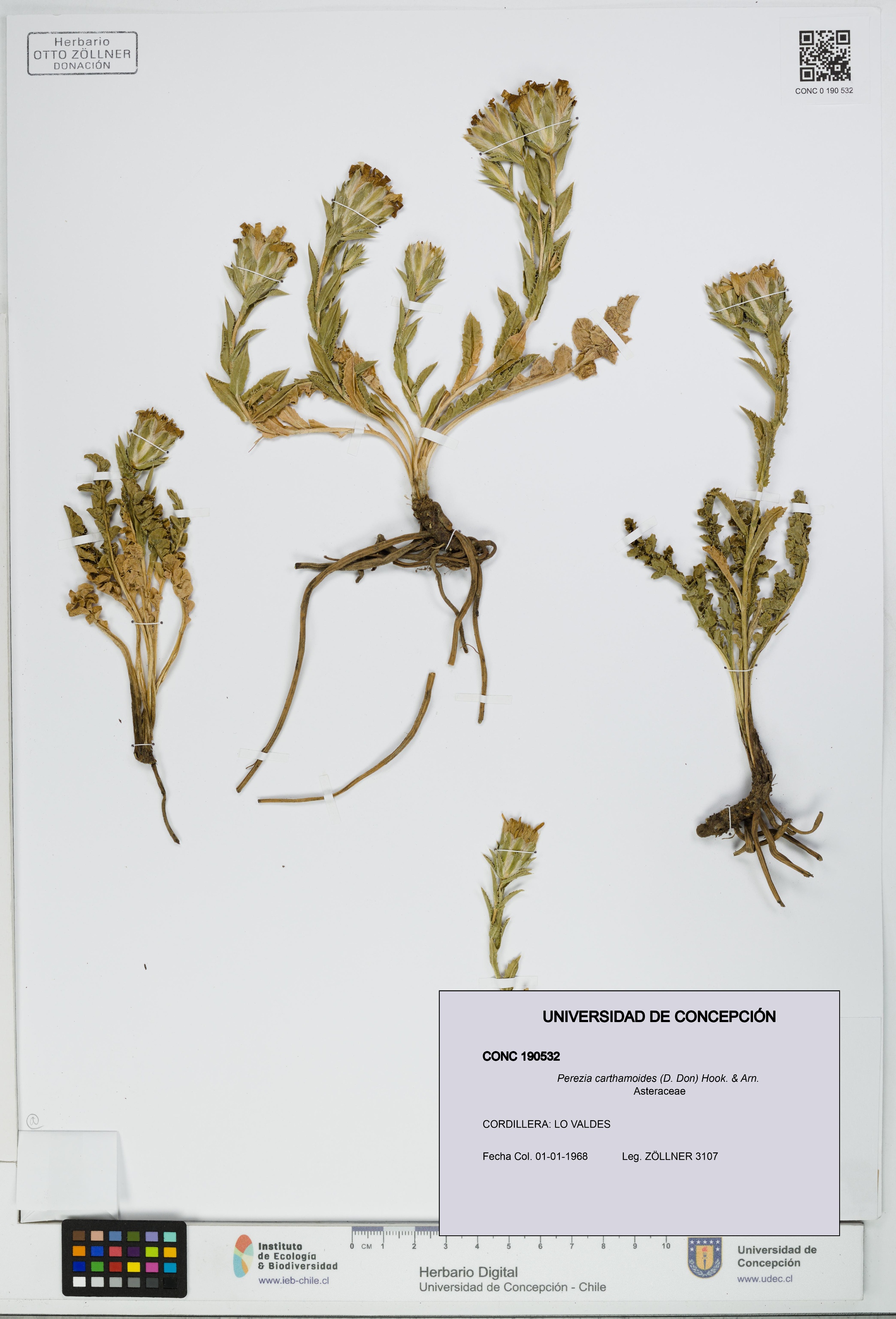 Perezia carthamoides [Espécimen: UDEC:CONC:0190532]