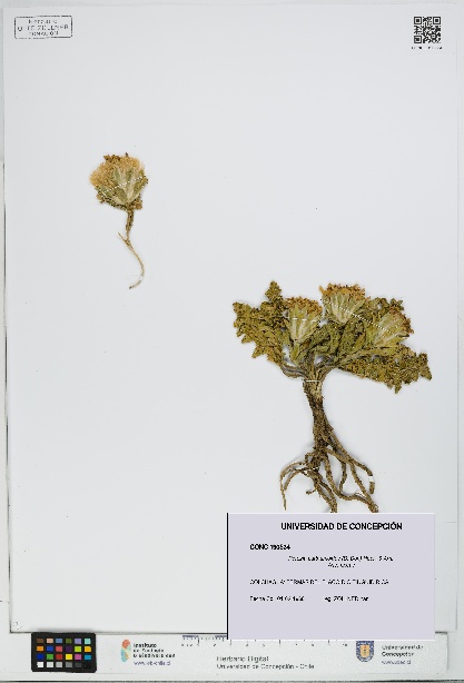 Perezia carthamoides [Espécimen: UDEC:CONC:0190534]