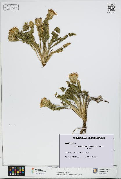 Perezia carthamoides [Espécimen: UDEC:CONC:0190535]