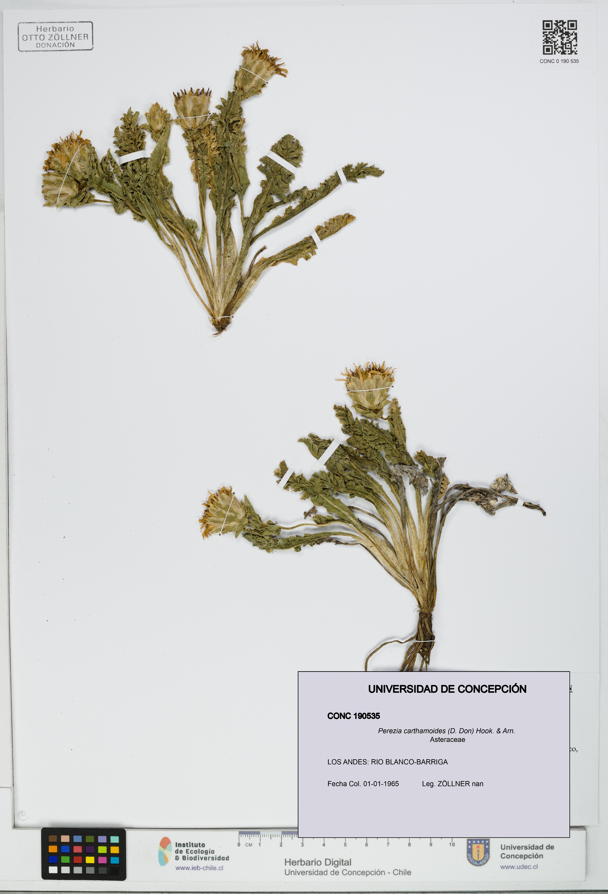 Perezia carthamoides [Espécimen: UDEC:CONC:0190535]