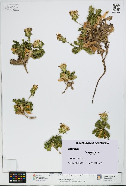 Perezia poeppigii [Espécimen: UDEC:CONC:0190536]