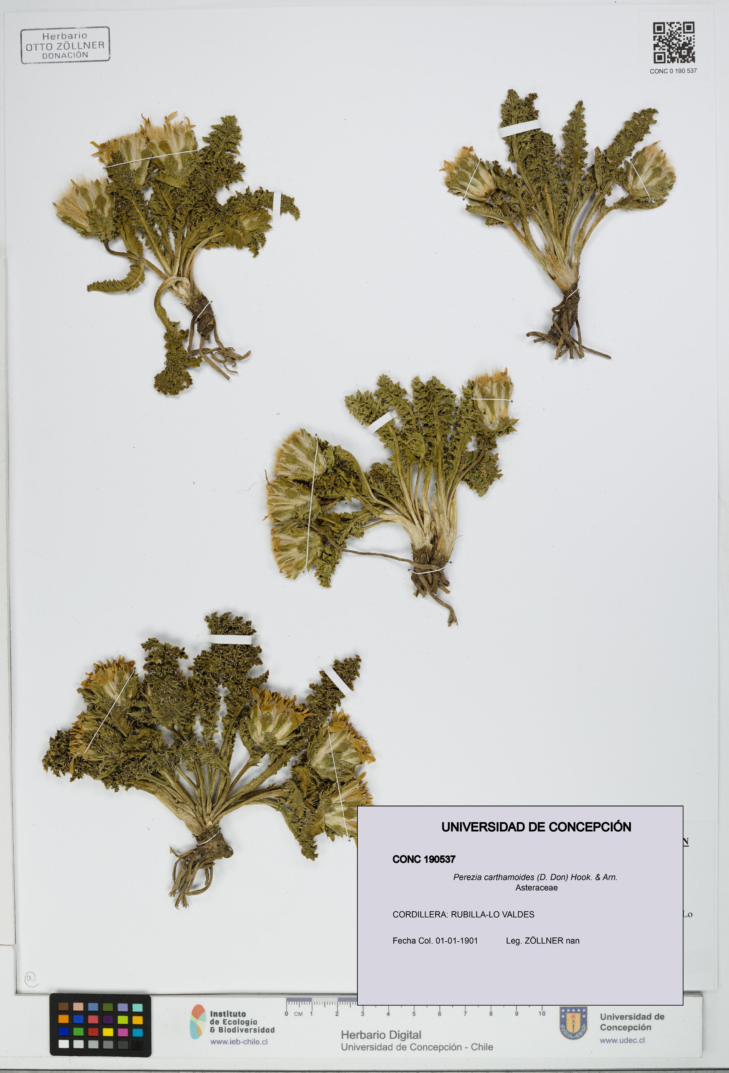 Perezia carthamoides [Espécimen: UDEC:CONC:0190537]