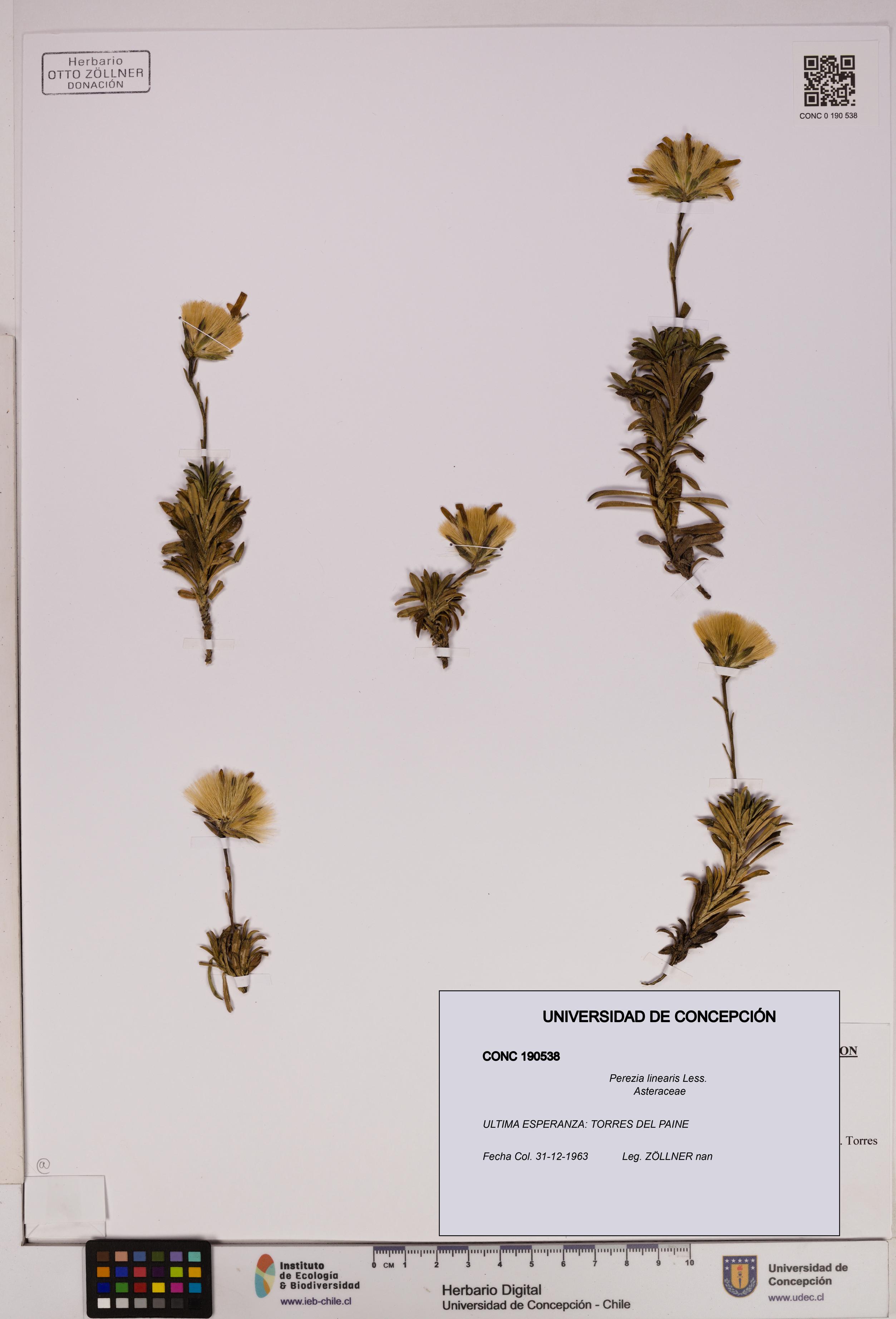 Perezia linearis [Espécimen: UDEC:CONC:0190538]