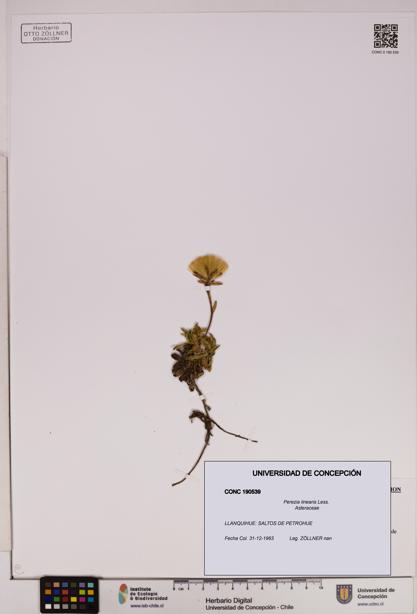 Perezia linearis [Espécimen: UDEC:CONC:0190539]