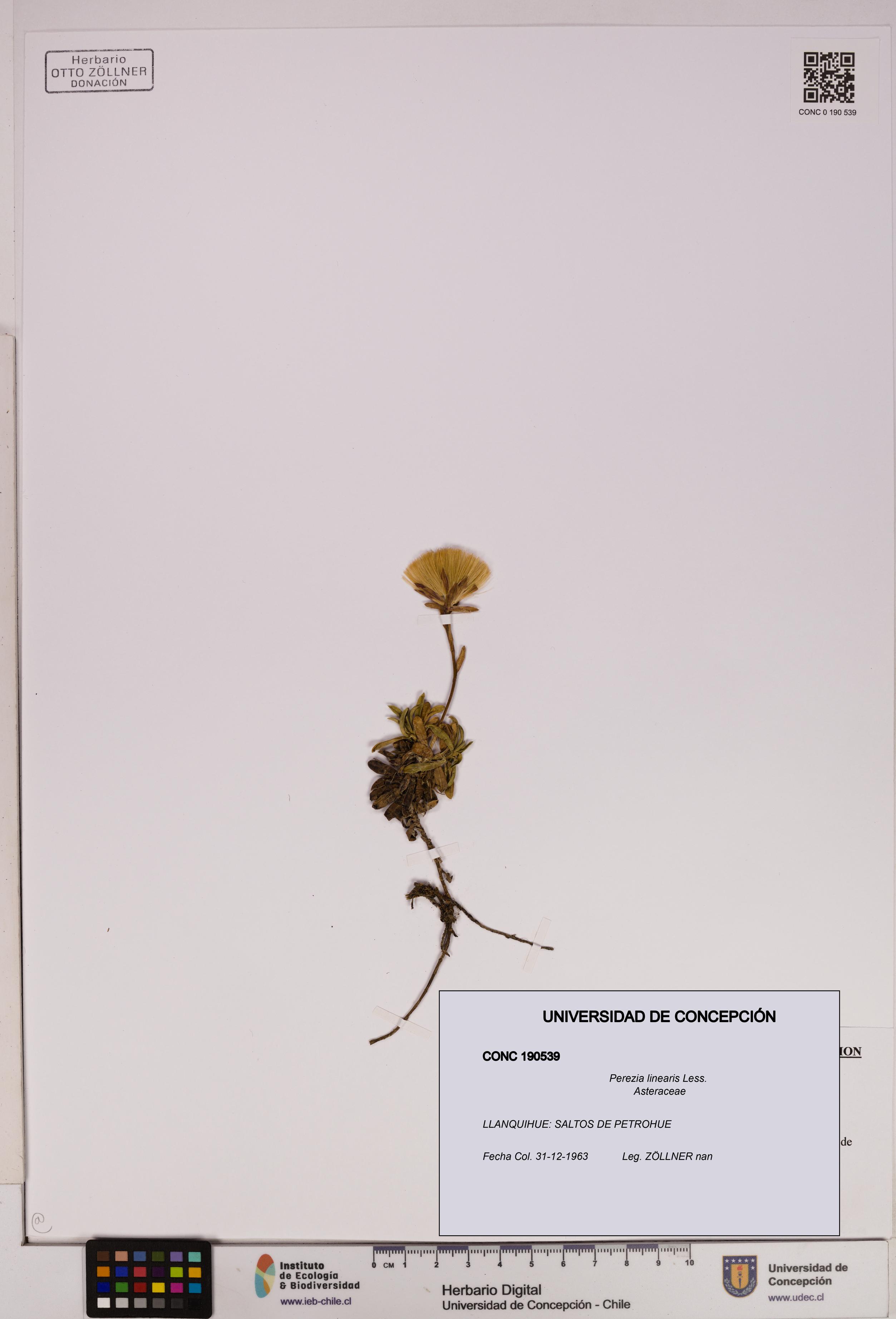 Perezia linearis [Espécimen: UDEC:CONC:0190539]