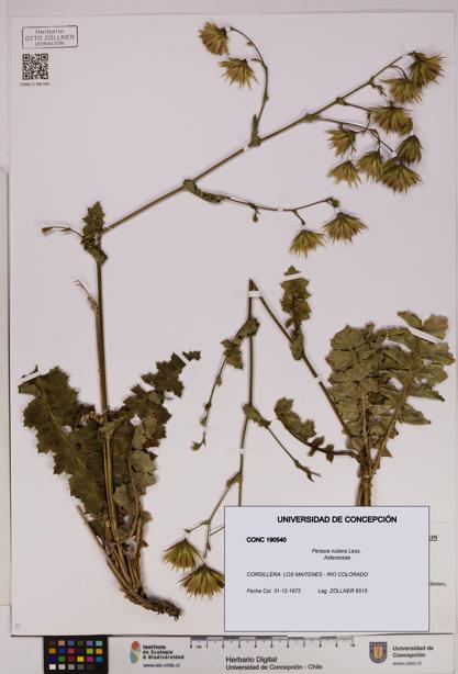 Perezia nutans [Espécimen: UDEC:CONC:0190540]