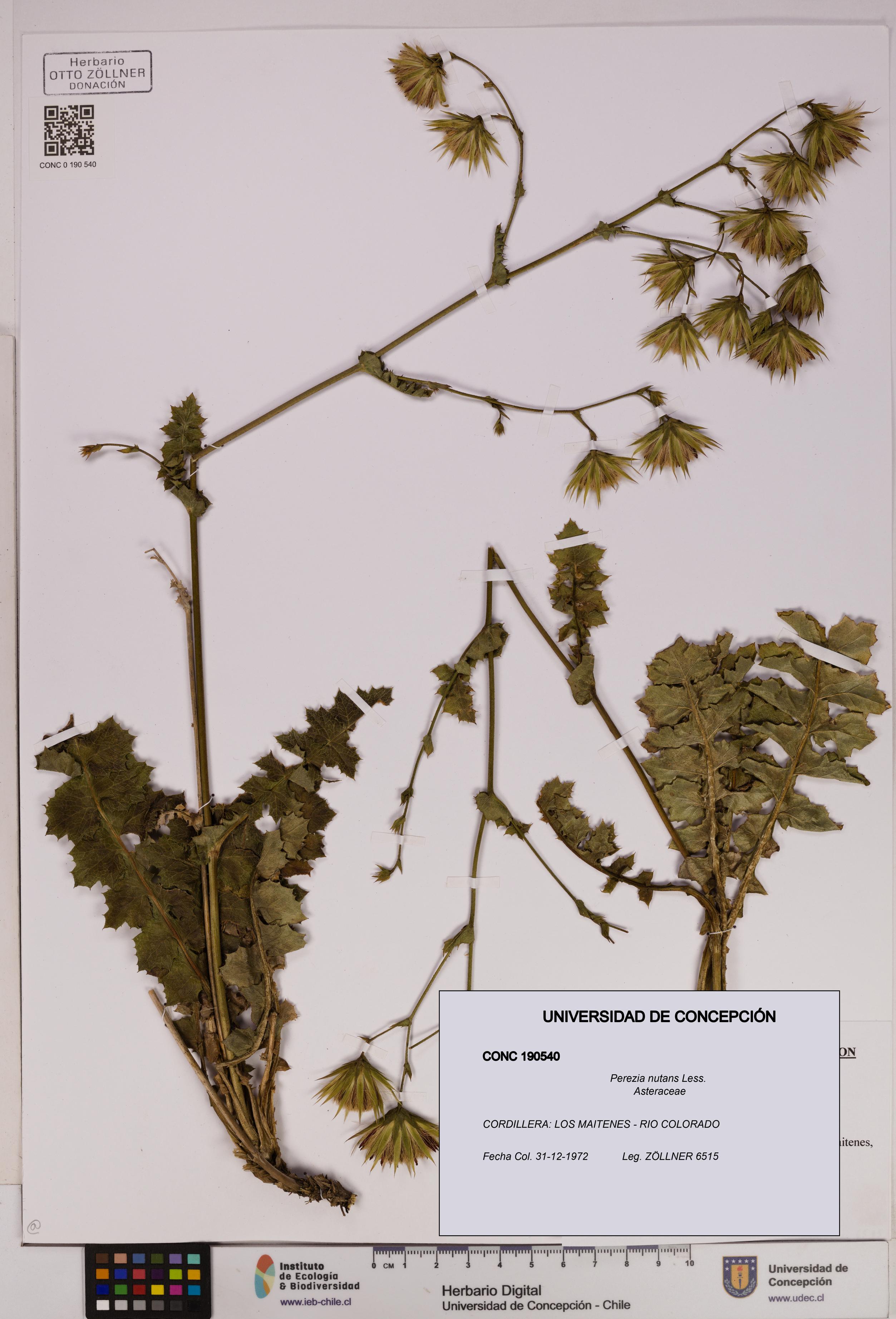 Perezia nutans [Espécimen: UDEC:CONC:0190540]