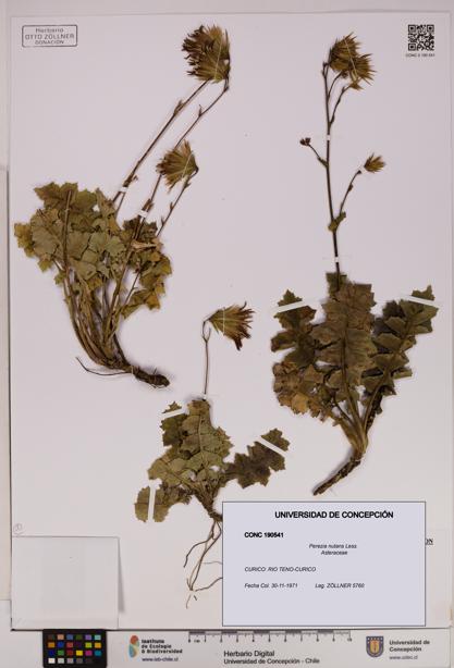 Perezia nutans [Espécimen: UDEC:CONC:0190541]