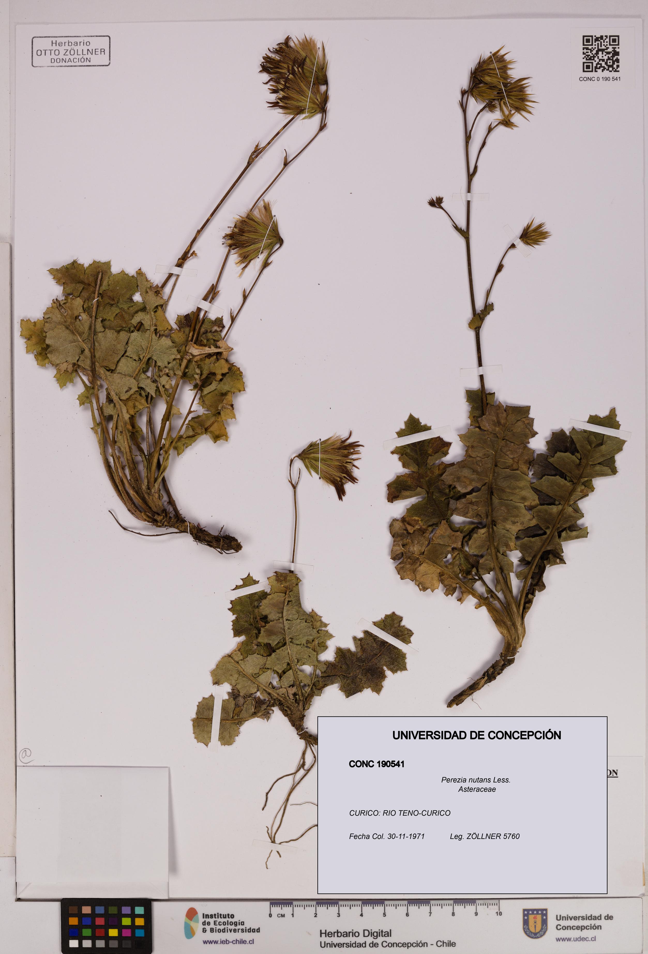 Perezia nutans [Espécimen: UDEC:CONC:0190541]