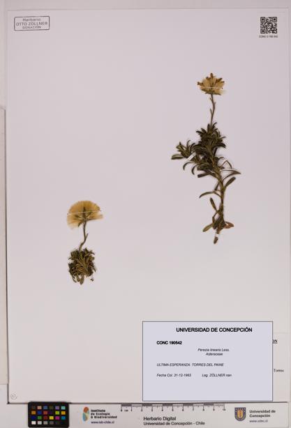 Perezia linearis [Espécimen: UDEC:CONC:0190542]