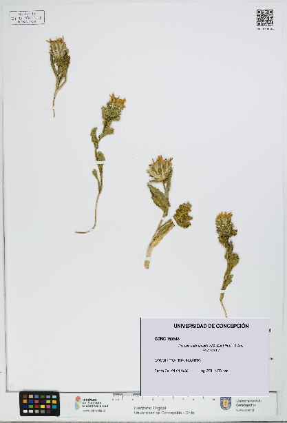 Perezia carthamoides [Espécimen: UDEC:CONC:0190543]