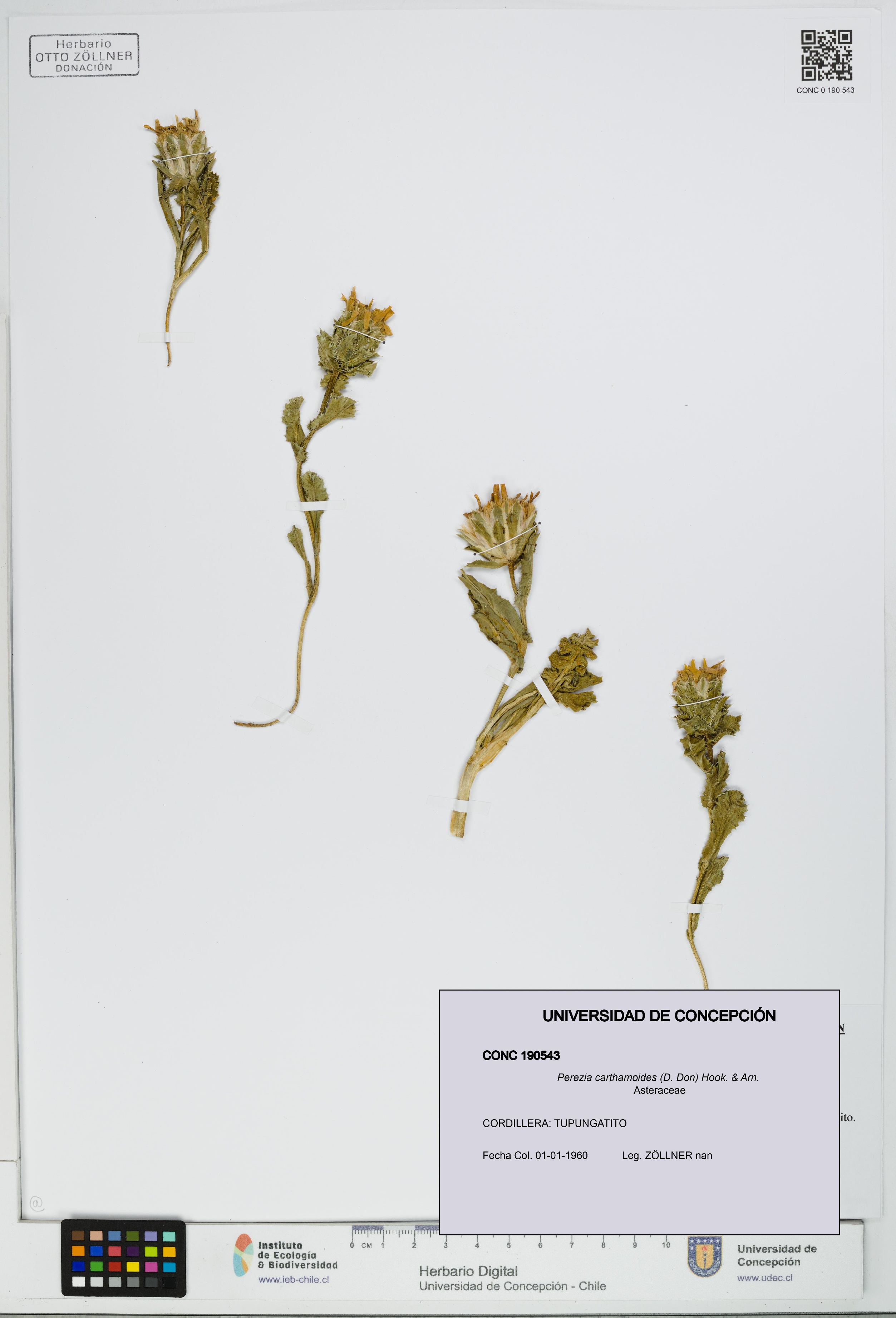 Perezia carthamoides [Espécimen: UDEC:CONC:0190543]