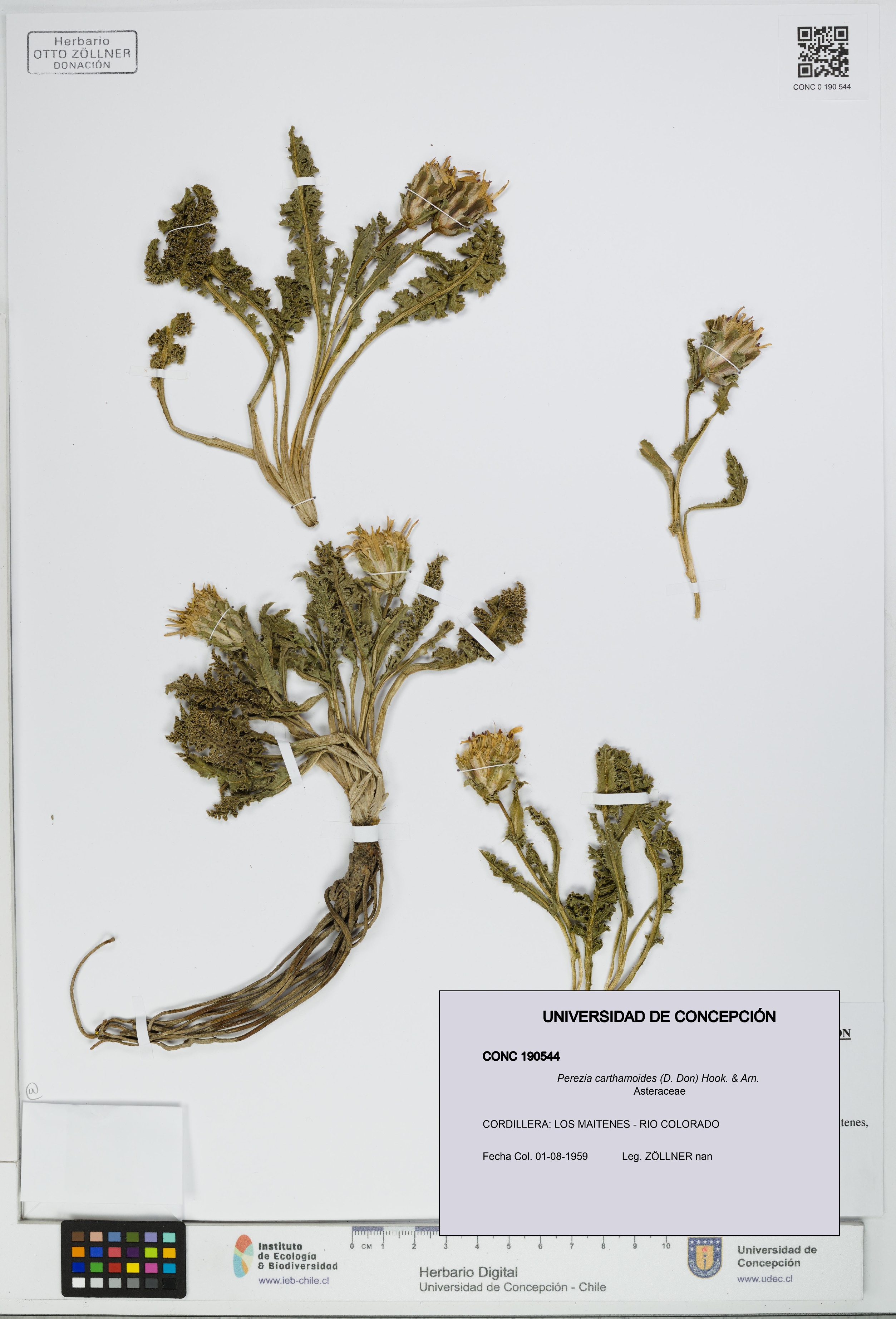 Perezia carthamoides [Espécimen: UDEC:CONC:0190544]