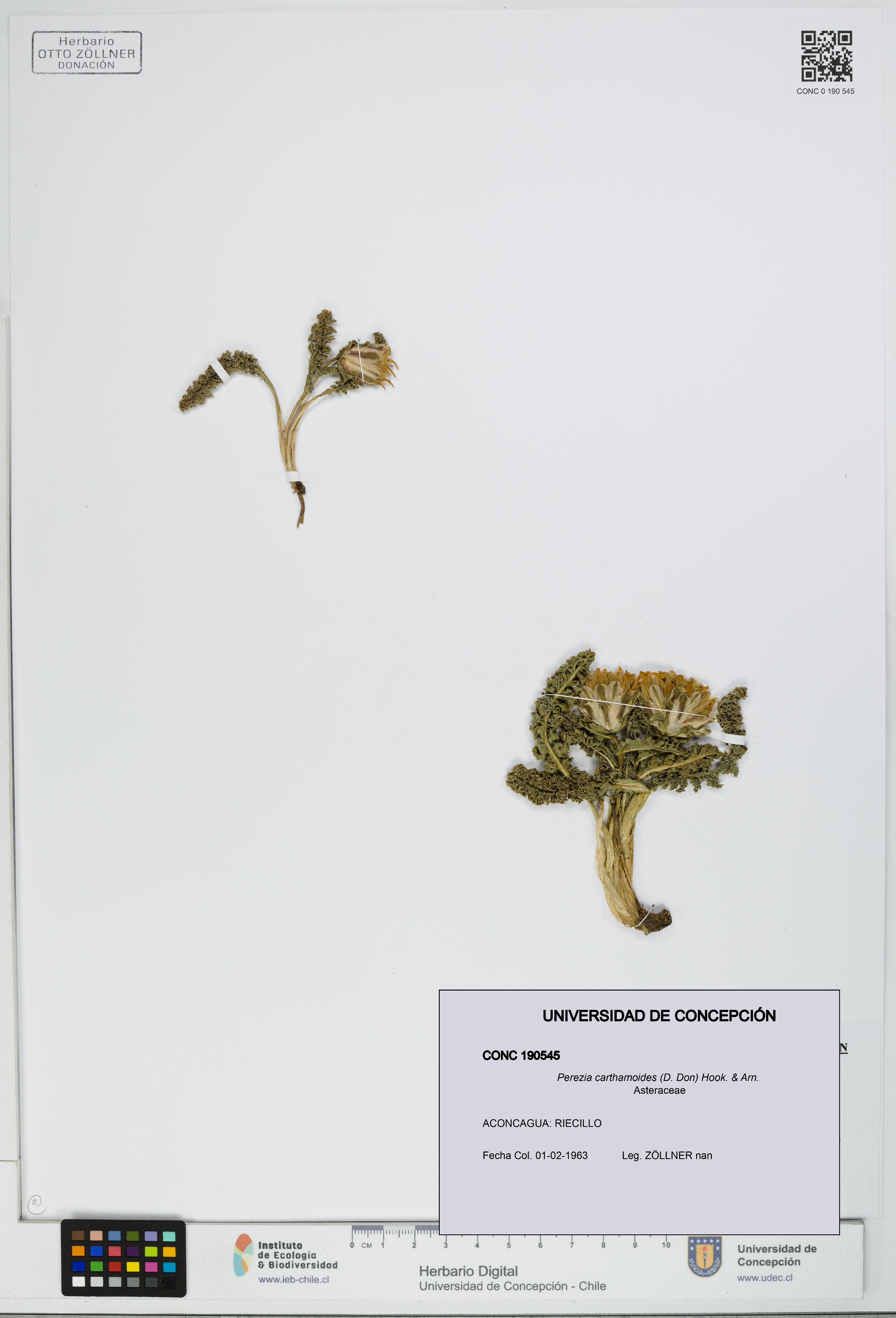 Perezia carthamoides [Espécimen: UDEC:CONC:0190545]