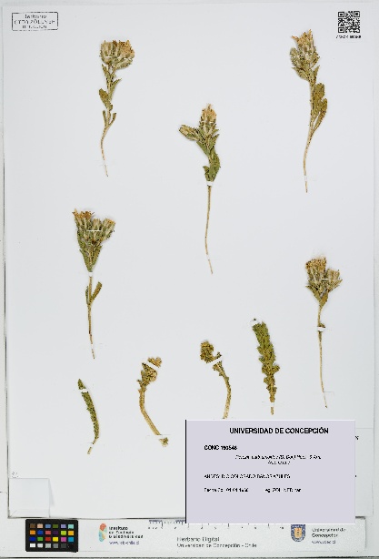 Perezia carthamoides [Espécimen: UDEC:CONC:0190546]