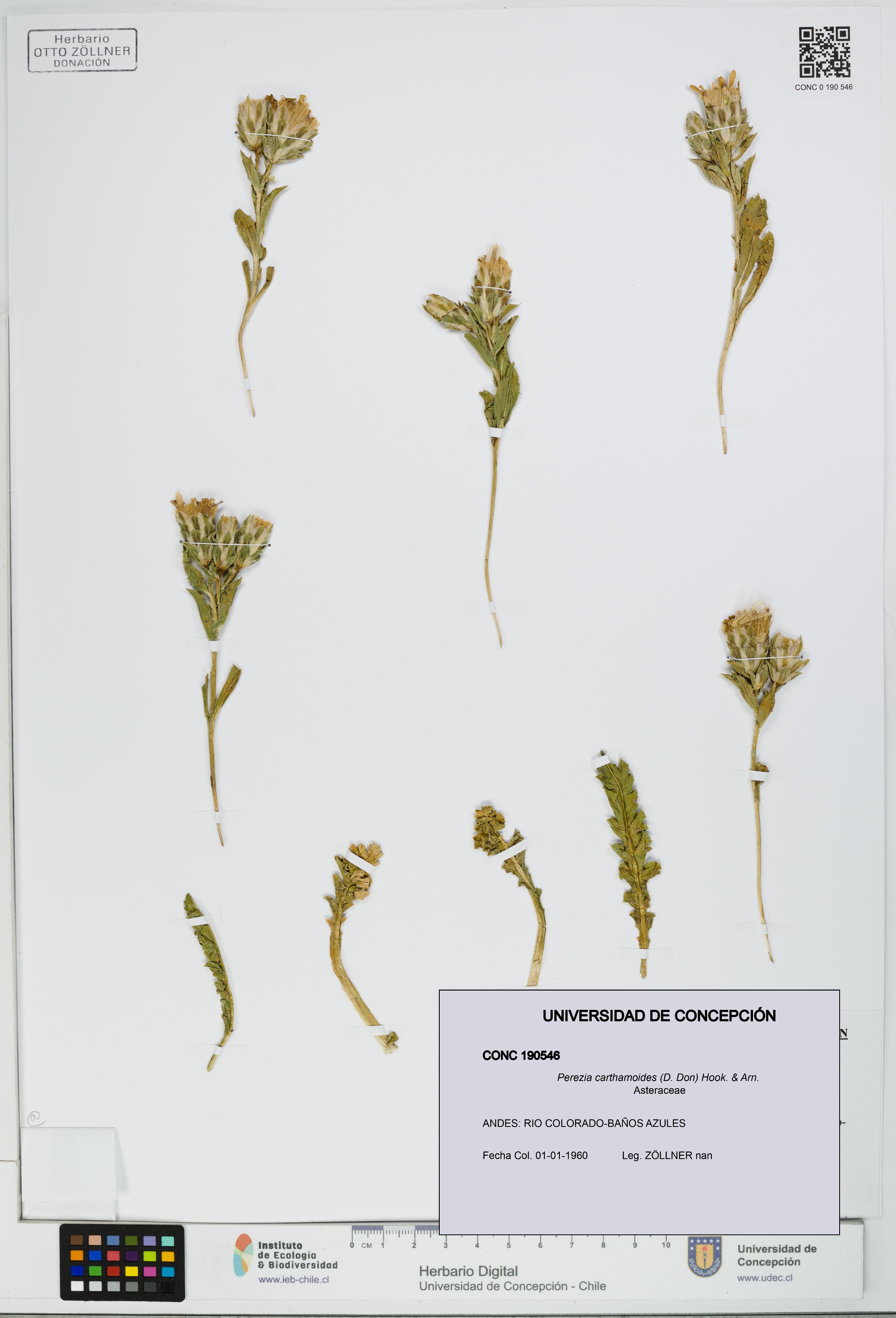 Perezia carthamoides [Espécimen: UDEC:CONC:0190546]