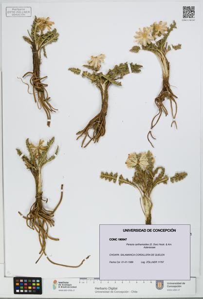 Perezia carthamoides [Espécimen: UDEC:CONC:0190547]