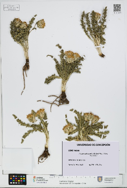 Perezia carthamoides [Espécimen: UDEC:CONC:0190548]