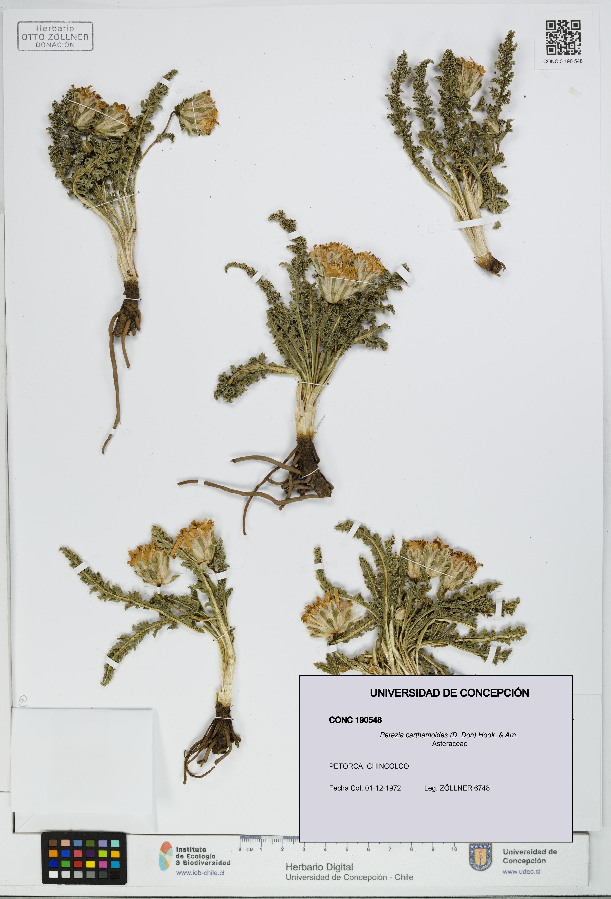 Perezia carthamoides [Espécimen: UDEC:CONC:0190548]