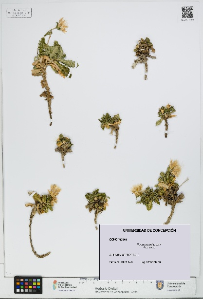 Perezia poeppigii [Espécimen: UDEC:CONC:0190549]