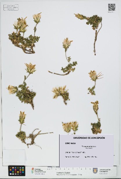 Perezia poeppigii [Espécimen: UDEC:CONC:0190550]