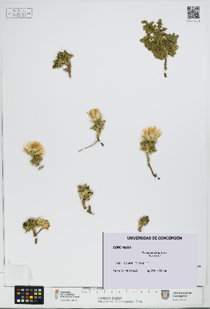 Perezia poeppigii [Espécimen: UDEC:CONC:0190551]