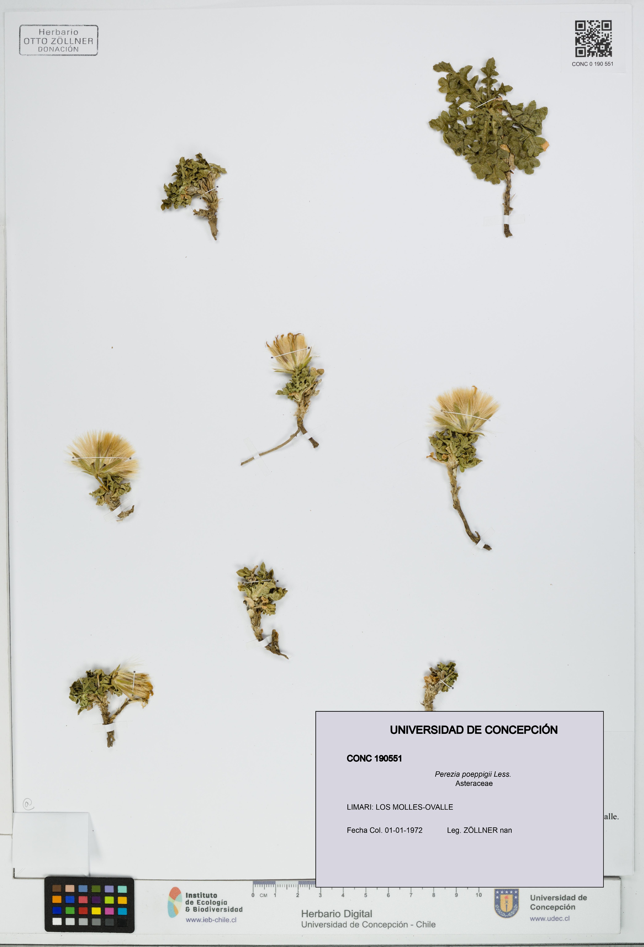 Perezia poeppigii [Espécimen: UDEC:CONC:0190551]