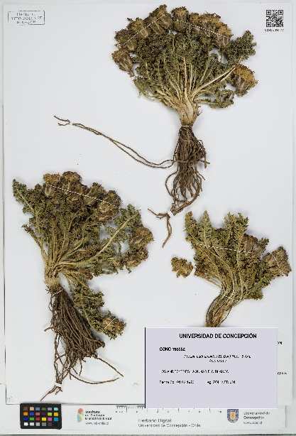 Perezia carthamoides [Espécimen: UDEC:CONC:0190552]