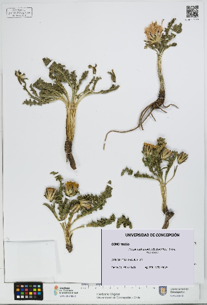 Perezia carthamoides [Espécimen: UDEC:CONC:0190553]