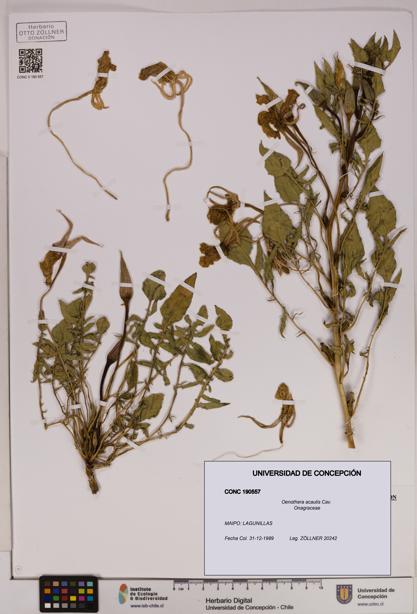 Oenothera acaulis [Espécimen: UDEC:CONC:0190557]