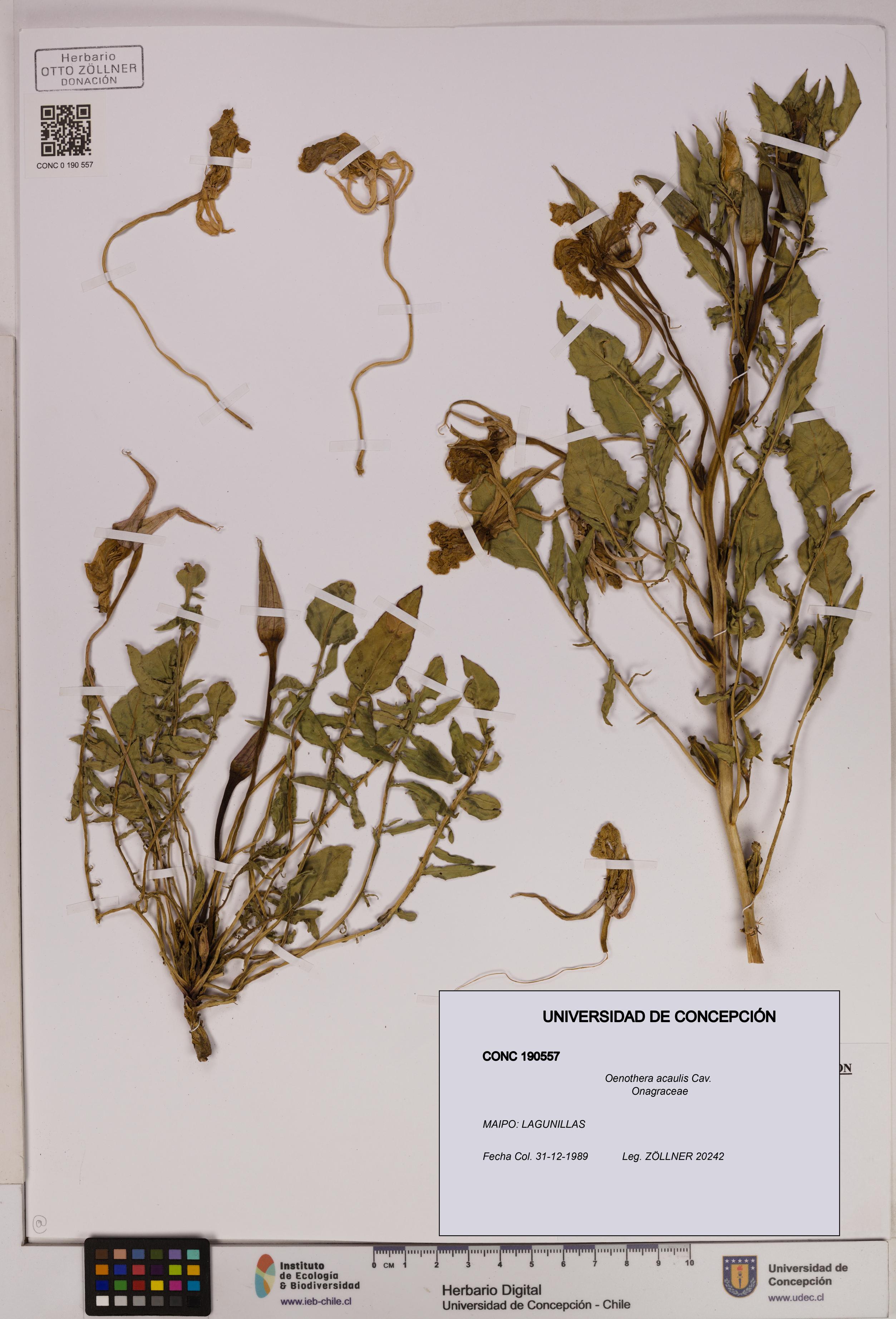 Oenothera acaulis [Espécimen: UDEC:CONC:0190557]