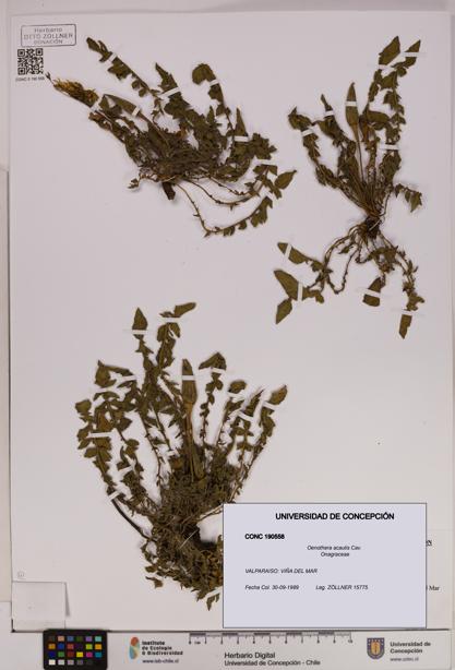 Oenothera acaulis [Espécimen: UDEC:CONC:0190558]