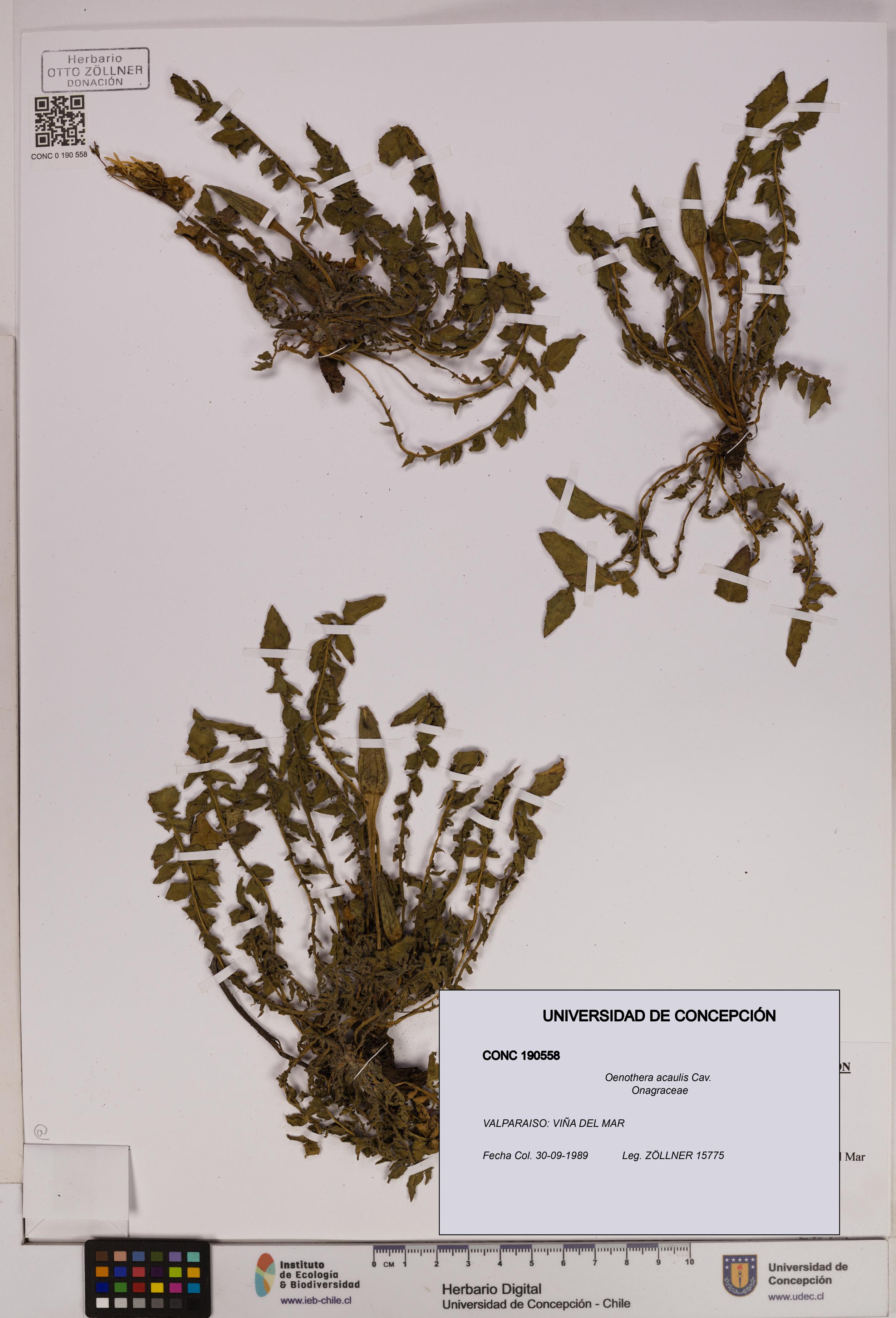 Oenothera acaulis [Espécimen: UDEC:CONC:0190558]