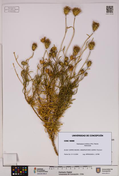 Haplopappus linifolius [Espécimen: UDEC:CONC:0190565]