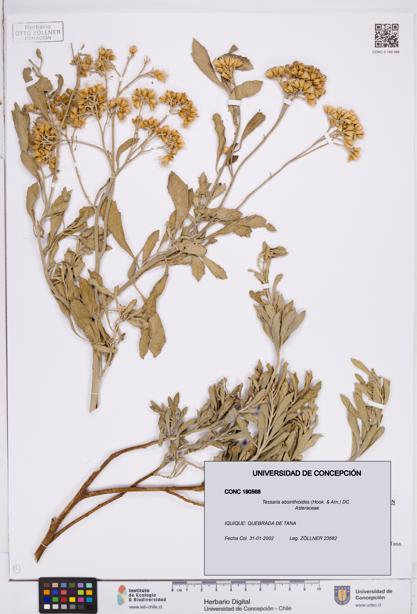 Tessaria absinthioides [Espécimen: ]