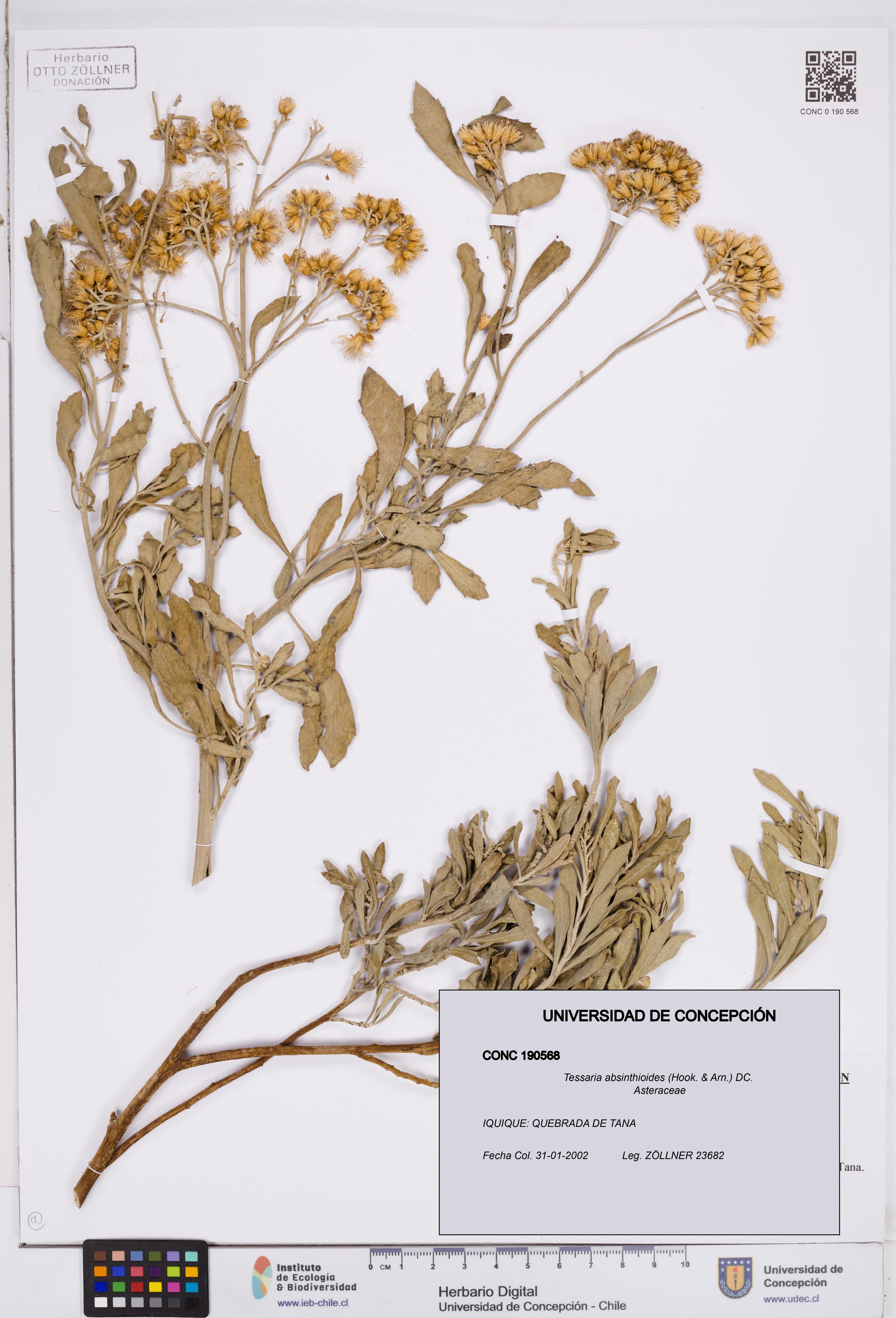 Tessaria absinthioides [Espécimen: ]