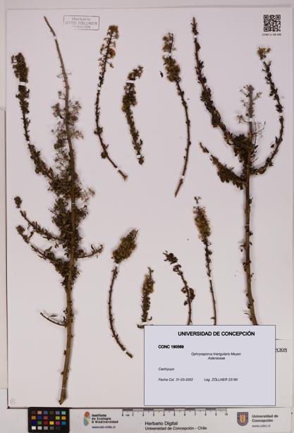 Ophryosporus triangularis [Espécimen: UDEC:CONC:0190569]